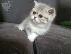 PoulaTo: Gccf Exotic Shorthair μωρά